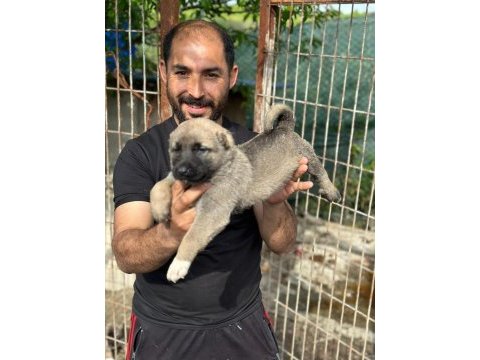 Kangal köpeğimiz panter