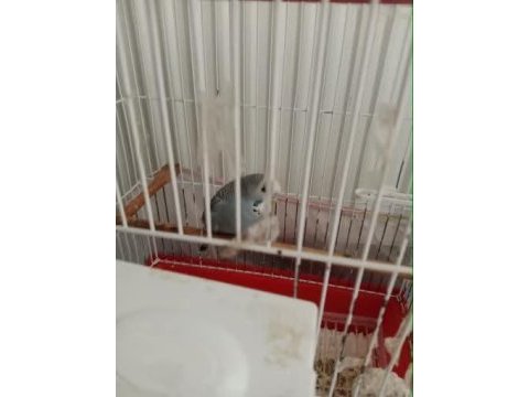 Jumbo kırması yavru muhabbet kuşu erkek 2.3 aylık