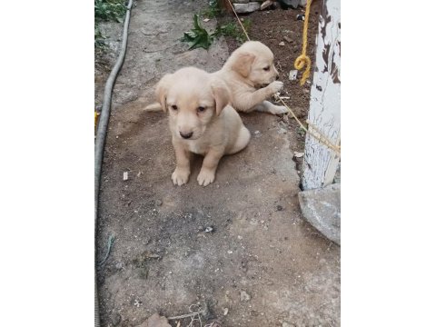 Yazın vazgeçilmez golden retriever meyveleri