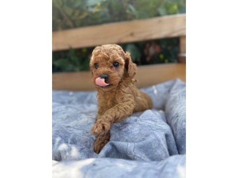 Tatlılığıyla aşık edebilecek minicik bir poodle kalp
