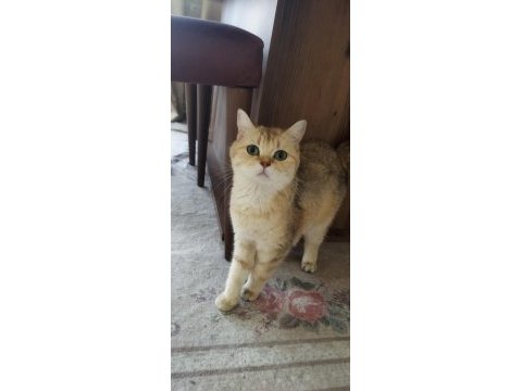 Yavru ve yetişkin scottish fold ve straight kediler