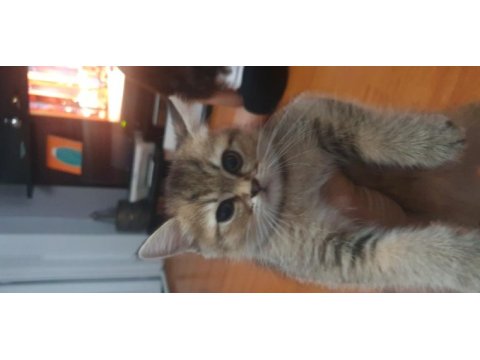 Black golden british shorthair dişi yavru
