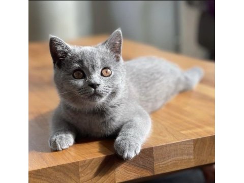 British shorthair 4 ayşlık