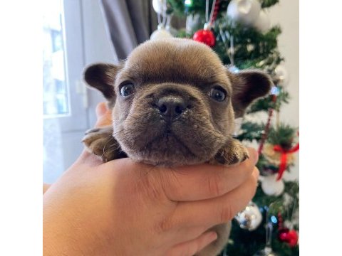 Üst düzey french bulldog yavrularımız