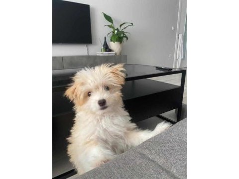 3.5 aylık maltipoo eğitimli aşıları tam