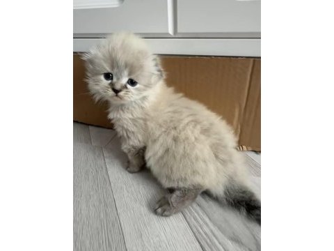 Scotish fold longhair prenses