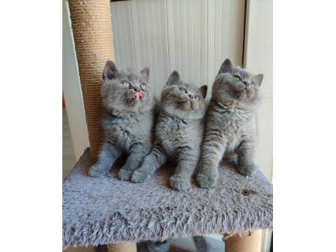 Peluş tüylü british shorthair yavrularımız