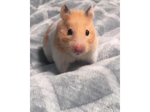 Hamster gonzales yavru heryere gönderim