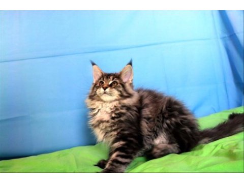İlloai ve arthur eşleşmesinin en iri yavrusu maine coon