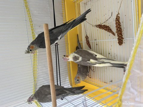 Üç adet yavru sultan papağan