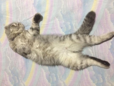 Silver scottish fold erkek