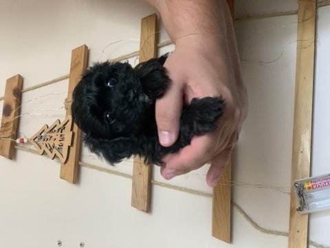Kore maltipoo bebekler