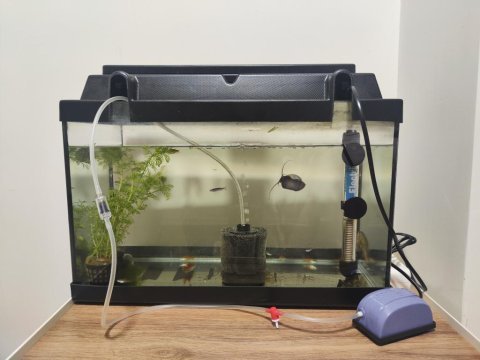 30lt akvaryum