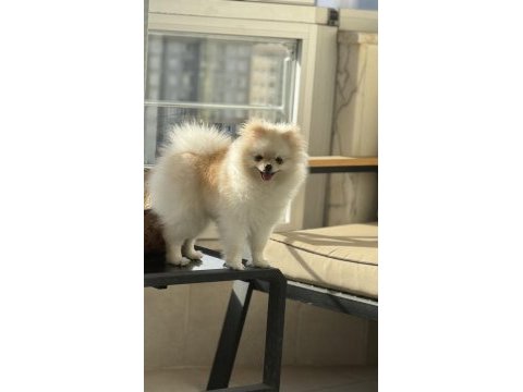 Pomeranian orjinal dışı yavru