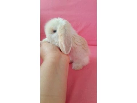 Renk renk tavşanlar hollanda ve teddy lop bebekler