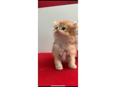 British longhair 35 günlük