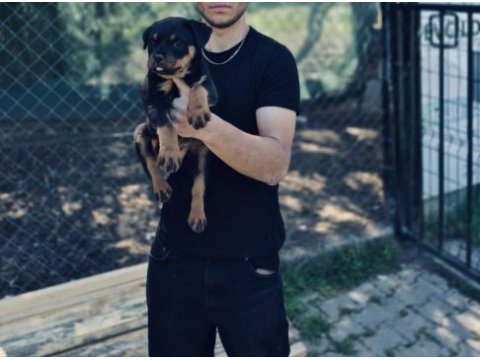Rottweiler yavrumuz