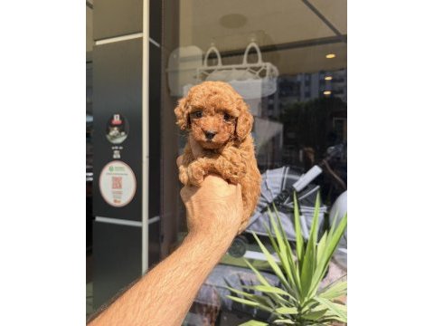 Mini toy poodle yavrular