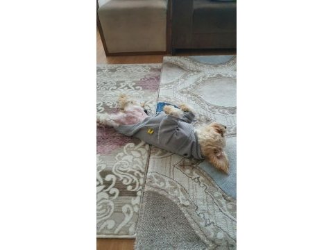 Tamamen evcil ve eğitimli 1 yaşında köpeğimiz