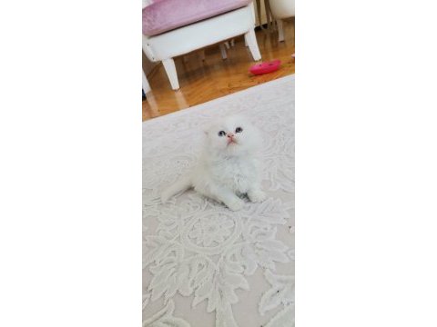 British longhair bebekler teslime hazır
