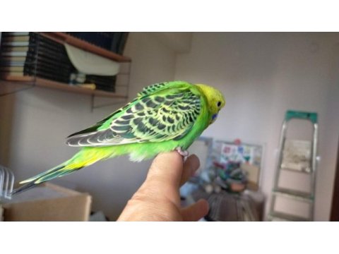 Jumbo yavru muhabbet kuşları