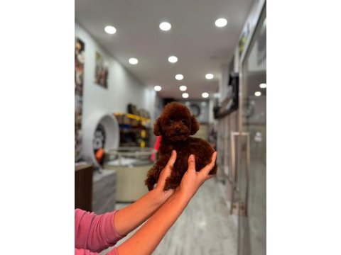 Kore yetişkin dişi erkek poodle
