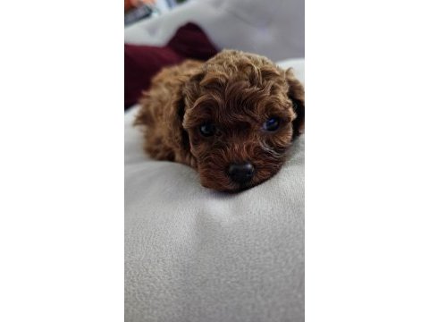Poodle yavrularım yeni sahibini bekliyor