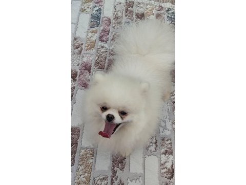Pomeryan boo ayı surat erkek