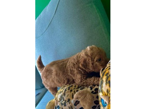 A kalite poodle ayarında kahverengi maltipoo