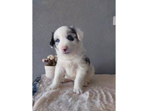 Border collie merle yavrularımız