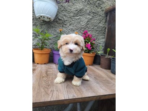 Erkek maltipoo bebek