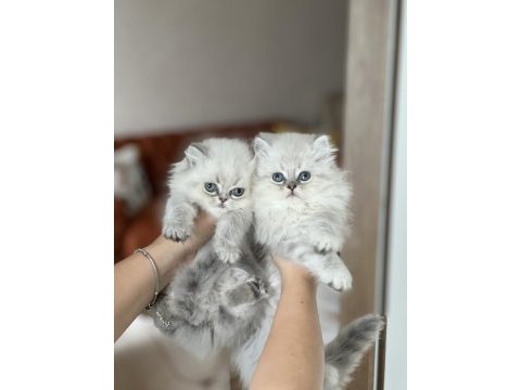 İnsan canlısı british longhair blue  point yavrum