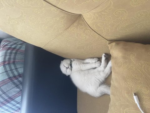 Eşsiz güzellikte ırk ve soy garantili scottish fold