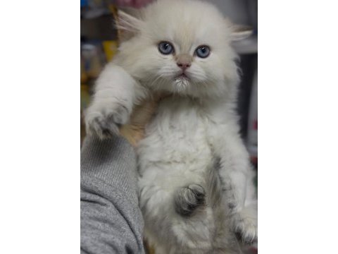 Ay1233 safkan british longhair gollden point erkek