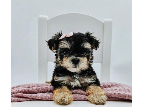 Teacup birbirinden tatlı morkie yavrular
