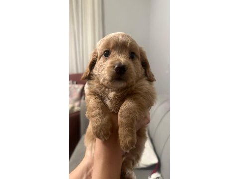 23 mayıs doğumlu maltipoo yavrularım