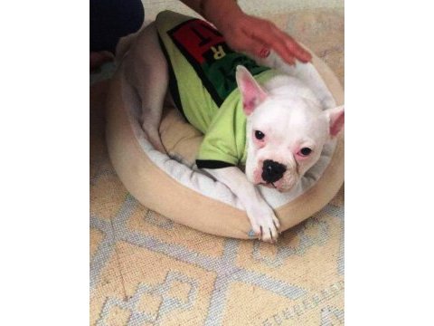 Yavru yetişkin french bulldog köpekler