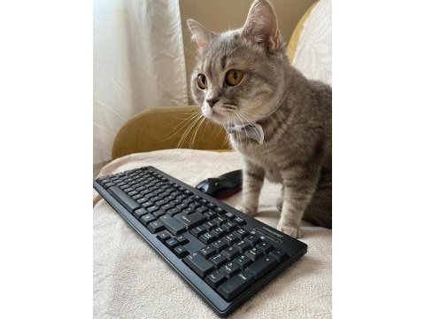 Dişi safkan british shorthair