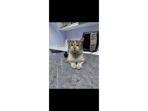 Güneş güzelime kedimize yuva arıyorum