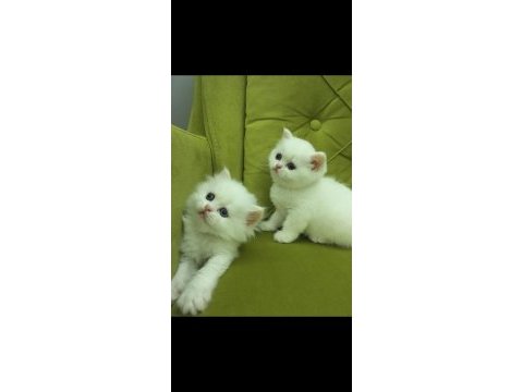 British longhair kız kardeşler