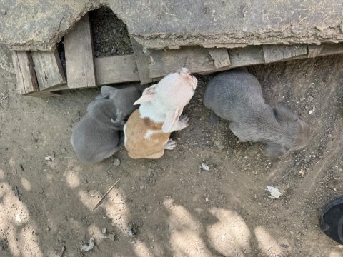 Orjinal a kalite erkek aşılı french buldog yavrular