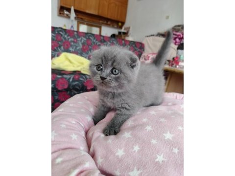 Scottish fold lüleburgaz bilgi için yazabilirsiniz