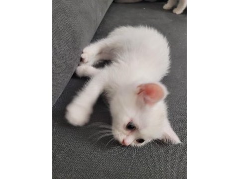 British shorthair 2 adet dişi
