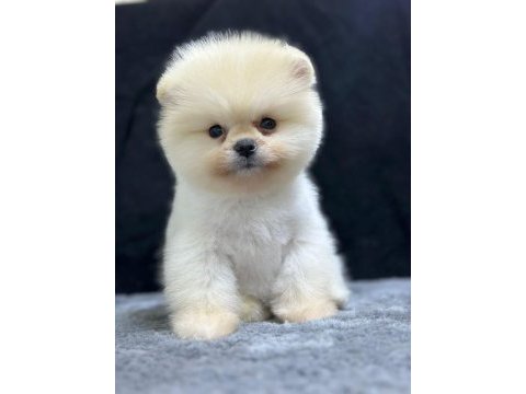 Pomeranian boo bebekleri