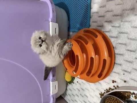 Scottish fold longhair prenses hazır