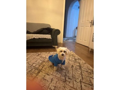 4 yaşında erkek eğitimli köpeğimiz