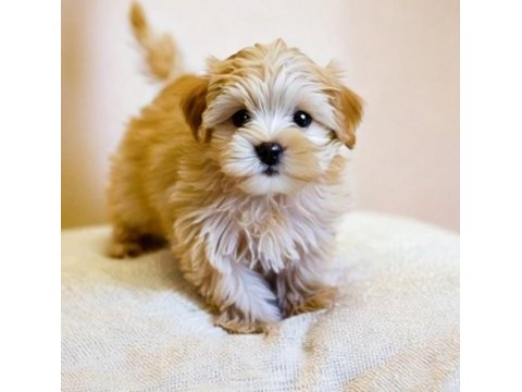 Aşılı teslime hazır maltipoo yavrular