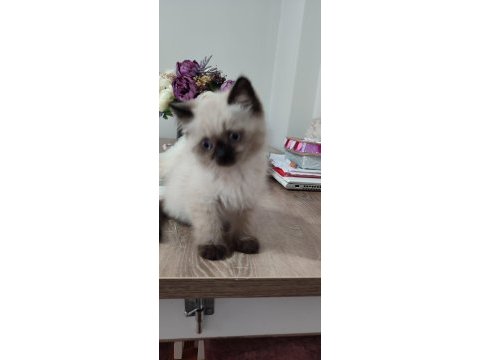 Teslime hazır scottish fold yavrular