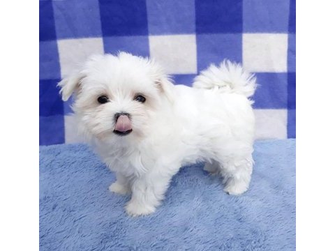 Safkan anne babadan maltese yavrular