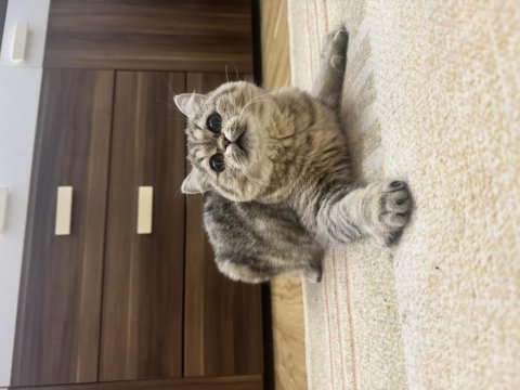 Bu eşsiz güzellik british shorthair kız yuvasını arıyor